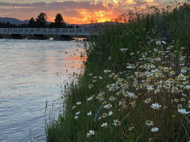 Sunset over a bridge with river and wildflowers